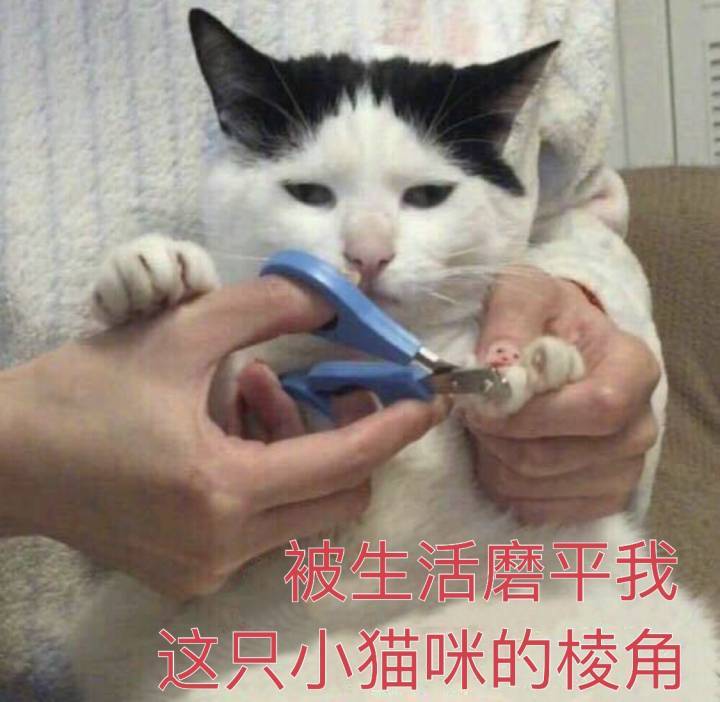 被生活磨平我这只小猫咪的棱角 