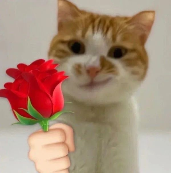 猫咪送花花表情包图片